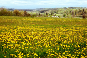 Картинка природа луга лето лук одуванчики