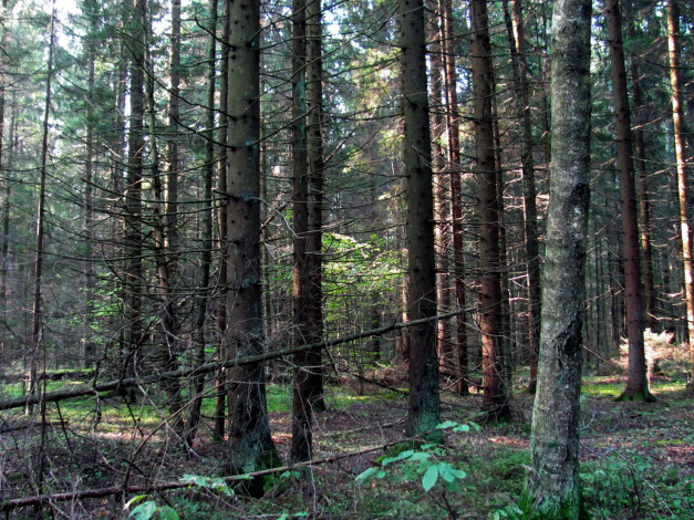 Обои картинки фото природа, лес, стволы