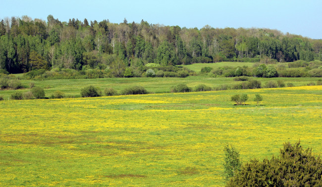 Обои картинки фото природа, луга, лето, луг