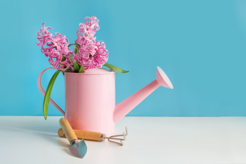 Картинка цветы гиацинты лейка гиацинт