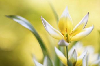 Картинка цветы тюльпаны макро фон тюльпан лепестки размытость