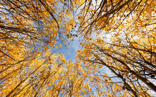 Обои картинки фото природа, деревья, кроны