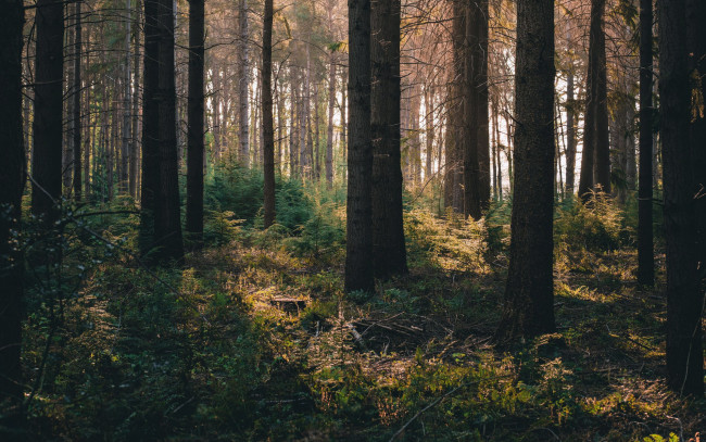 Обои картинки фото природа, лес, сосны