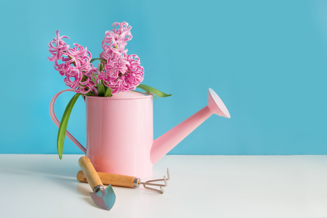 Обои картинки фото цветы, гиацинты, лейка, гиацинт