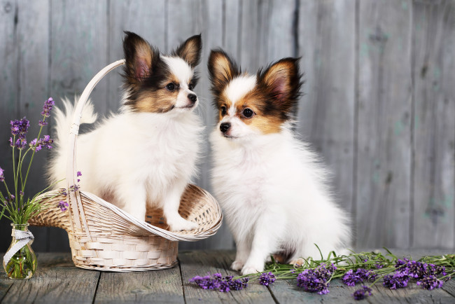Обои картинки фото животные, собаки, щенки, корзина, цветы