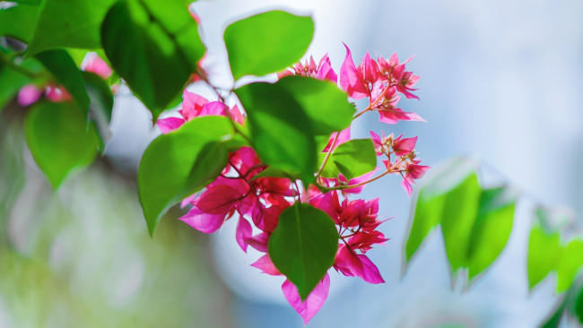 Обои картинки фото цветы, цветущие деревья ,  кустарники, лето, листья, фон, обои, природа, wallpaper, картинка, nature, цветки, leaves, picture, на, рабочий, стол, экрана