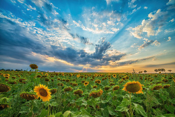 Картинка природа поля пейзаж