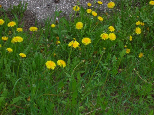 Картинка цветы одуванчики