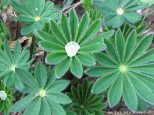 Картинка природа листья