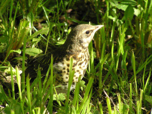 Картинка слёток рябинника животные птицы