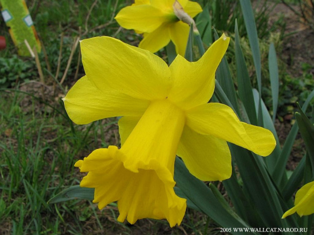 Обои картинки фото цветы, нарциссы