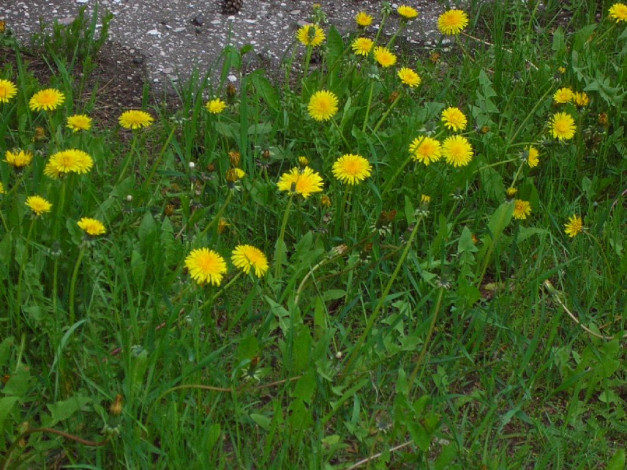 Обои картинки фото цветы, одуванчики