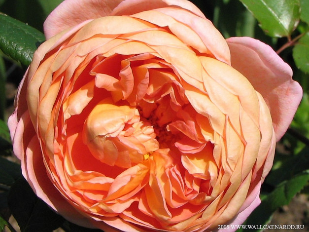 Обои картинки фото цветы, розы