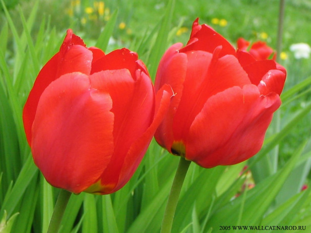 Обои картинки фото цветы, тюльпаны