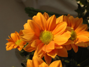 Картинка цветы хризантемы