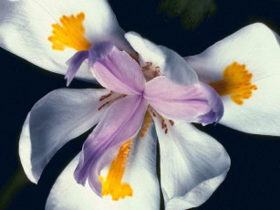 Картинка цветы ирисы