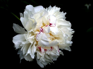 Картинка цветы пионы