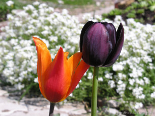 Картинка цветы тюльпаны