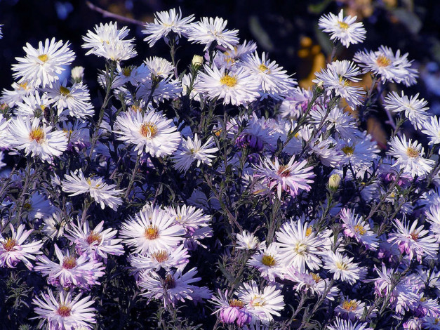 Обои картинки фото цветы, астры