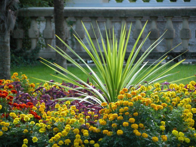 Обои картинки фото цветы, разные, вместе