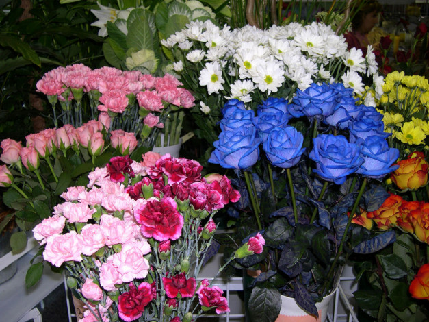 Обои картинки фото цветы, разные, вместе