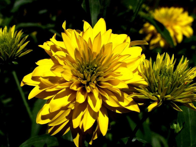 Обои картинки фото цветы, рудбекия