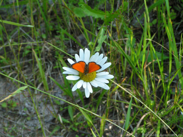 Обои картинки фото животные, бабочки