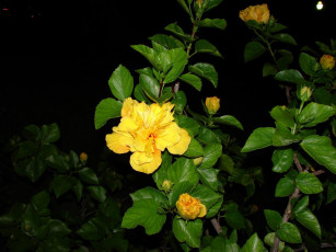 Картинка цветок цветы гибискусы