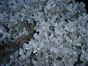 Картинка цветы монако