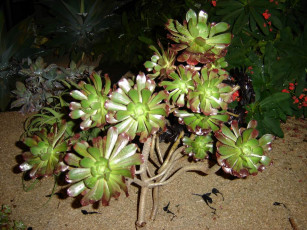 Картинка цветы монако