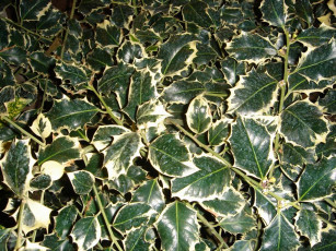 Картинка цветы монако