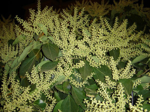 Картинка цветы монако