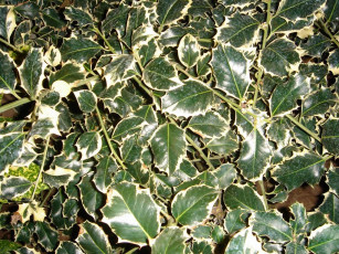 Картинка цветы монако