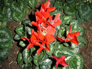 Картинка цветы монако цикламены