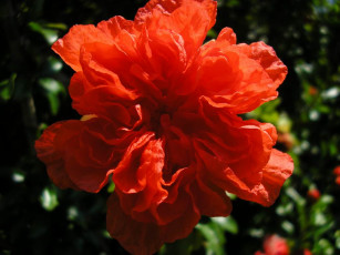 Картинка цветы монако гибискусы