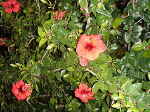 Картинка цветы монако гибискусы