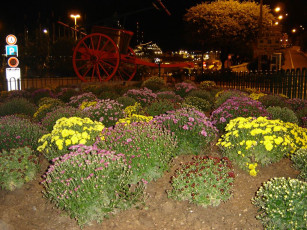 Картинка цветы монако хризантемы