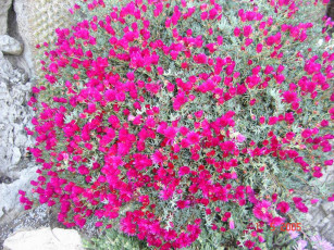 Картинка цветы монако хризантемы