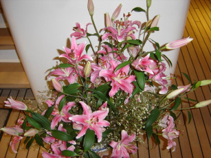 Картинка цветы монако лилии лилейники