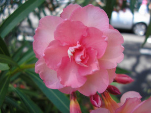 Картинка цветы монако олеандры