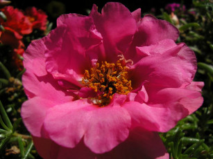 Картинка цветы монако портулак