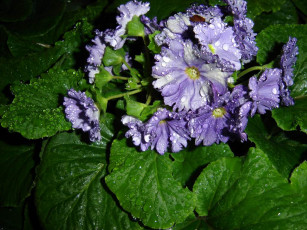 Картинка цветы монако примулы