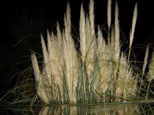 Картинка цветы монако природа другое