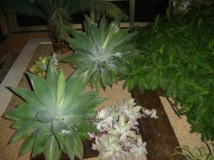 Картинка цветы монако разные вместе