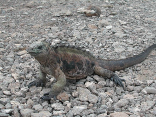 Картинка игуана животные Ящерицы игуаны вараны