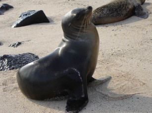 Картинка котики животные тюлени морские львы