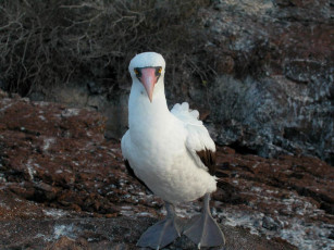 Картинка мелкий галапагосский птич животные олуши