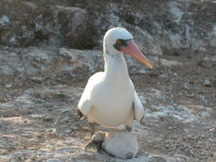 Картинка мелкий галапагосский птич животные олуши