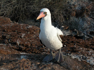 Картинка мелкий галапагосский птич животные олуши