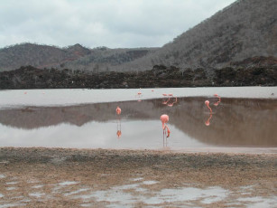 Картинка птички животные фламинго